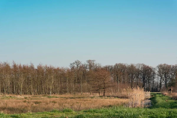 Příkop s rákosí a stromy na slunném venkově na začátku jara. — Stock fotografie