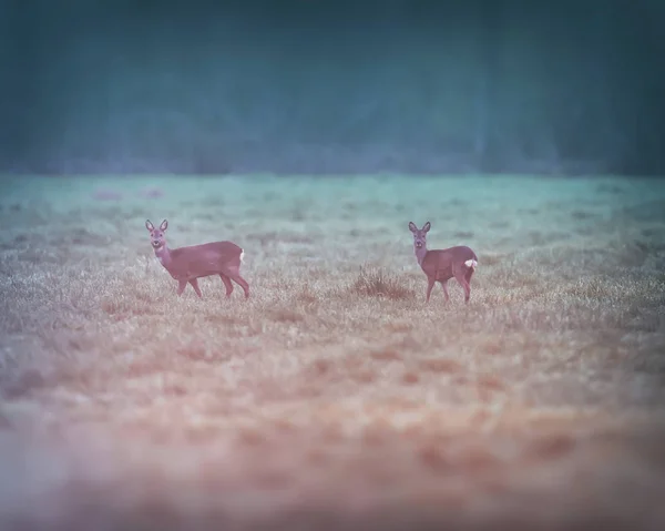 Two roe deer in meadow at dawn. — Stock Photo, Image