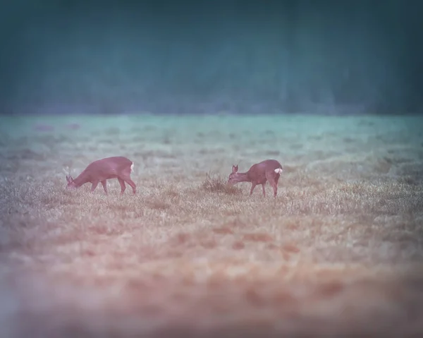 Zwei Rehe grasen im Morgengrauen auf Wiese. — Stockfoto