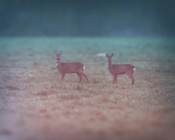 Two roe deer in meadow at dawn. — Stock Photo, Image