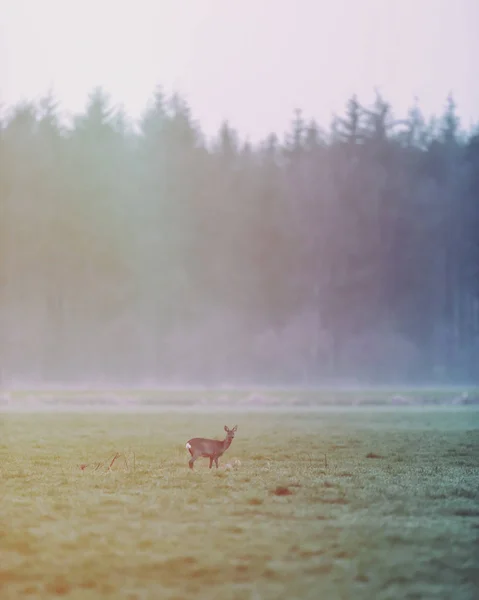 Çam ormanı kenarında çayırda karaca kameraya doğru bakıyor — Stok fotoğraf