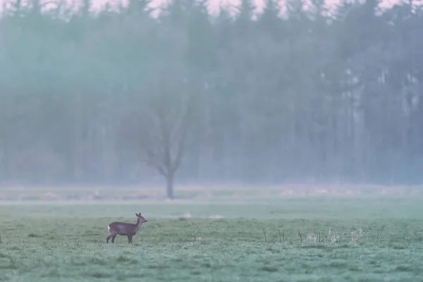 Sarna w łące na skraju lasu sosnowego patrząc na bok. — Zdjęcie stockowe