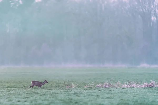 Cervo roe andando no prado na borda da floresta de pinheiros . — Fotografia de Stock