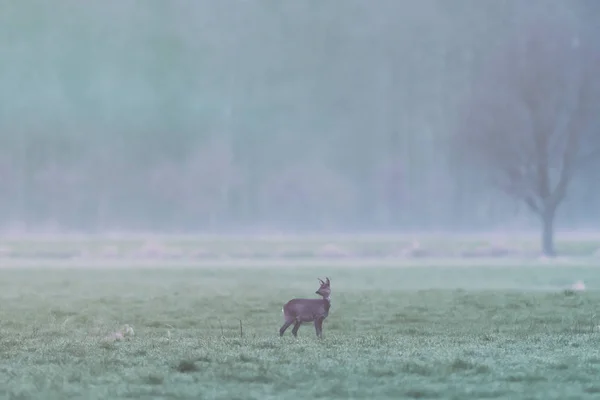 Roe deer in meadow at edge of pine forest looking aside. — Stock Photo, Image