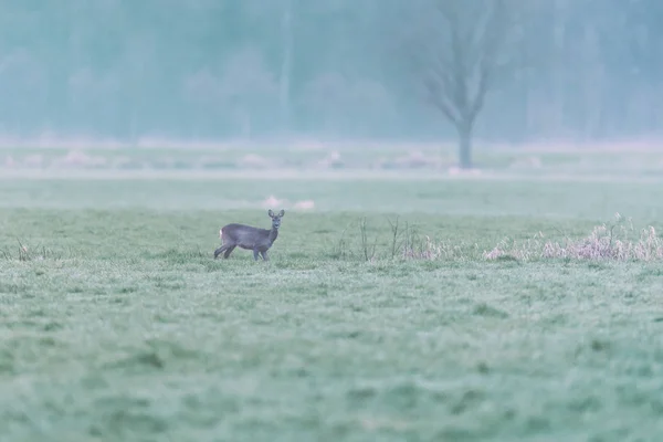 Rehe auf einer nebligen Wiese im Morgengrauen. Blick in Richtung Kamera. — Stockfoto