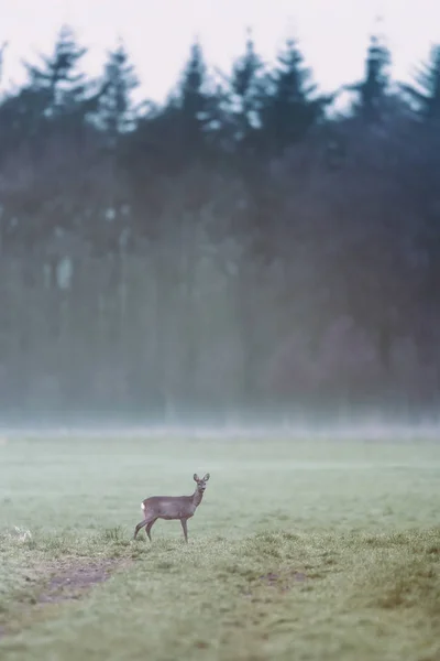 Cervo-de-roe no prado nebuloso na borda da floresta de pinheiros . — Fotografia de Stock