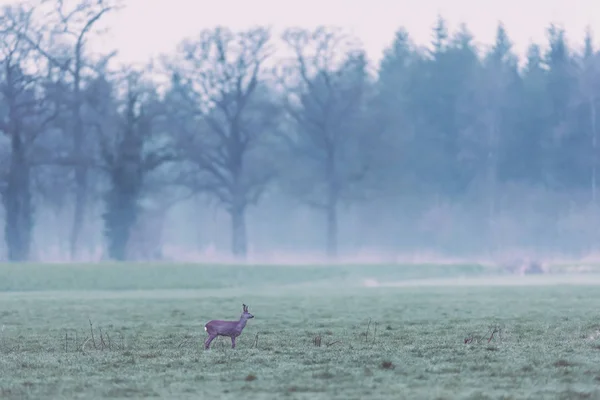 Roebuck w mglistej łące o świcie. Widok z boku. — Zdjęcie stockowe