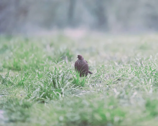 Female pheasant in meadow at dawn. — Stock Photo, Image