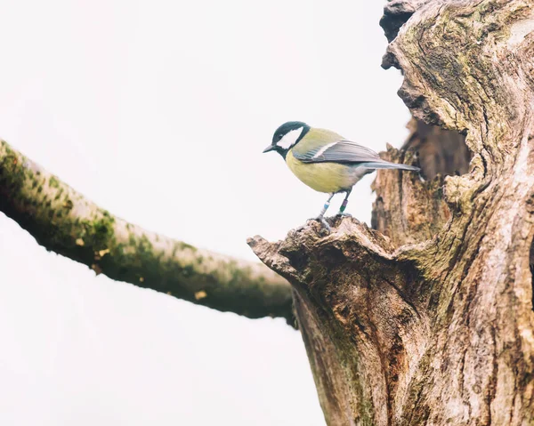 Great tit perched on tree runk. — 스톡 사진