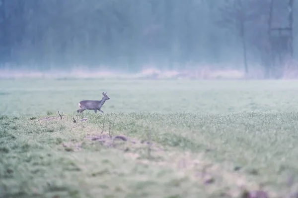 Roe deer walking in misty meadow at dawn. Side view. — Stock Photo, Image
