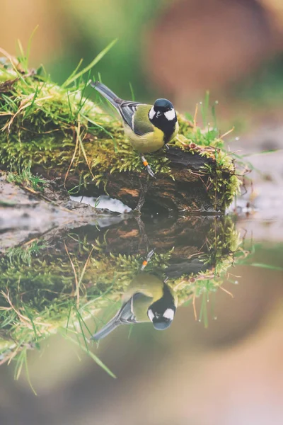 Mare pițigoi pe marginea mossy de iaz . — Fotografie, imagine de stoc