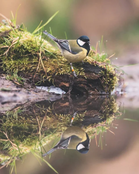 Grande mésange sur le bord mousseux de l'étang . — Photo