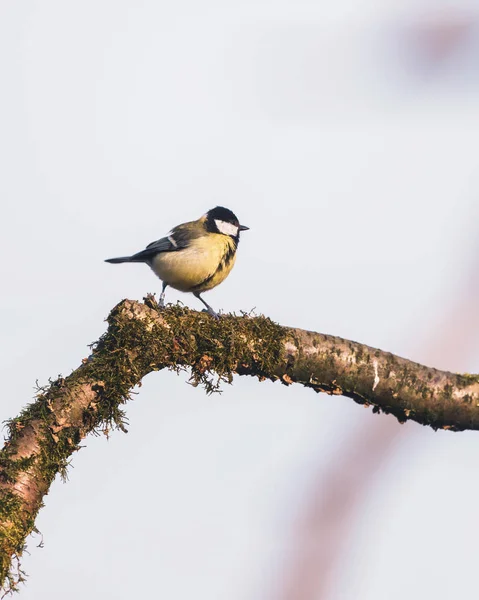 Grande tit em um ramo musgoso . — Fotografia de Stock