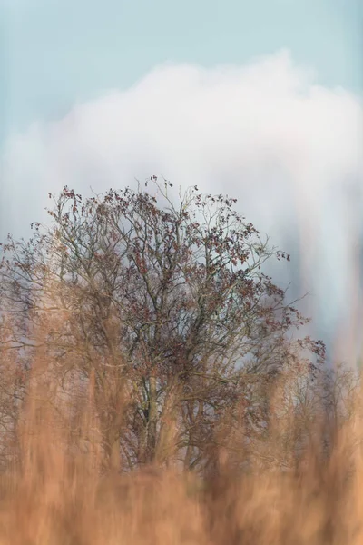 Reed e árvore com céu nublado . — Fotografia de Stock