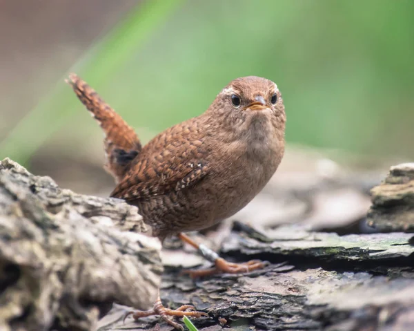 Warbler de Cetti empoleirado no chão da floresta . — Fotografia de Stock