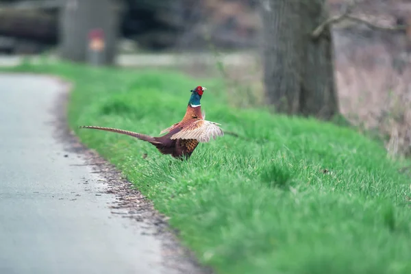 Male pheasant on the roadside. — Stock Photo, Image