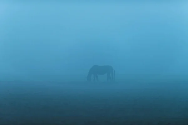 Caballo marrón solitario en un campo brumoso al amanecer . —  Fotos de Stock