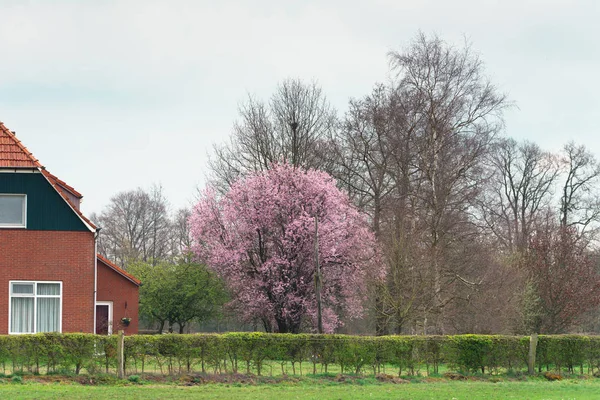 Boerderij met bloeiende boom in het vroege voorjaar. — Stockfoto