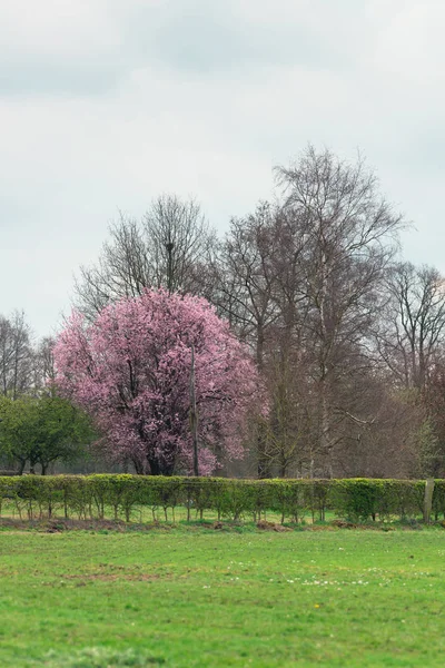 Meadow with pink blossoming tree in early spring. — Stock Photo, Image