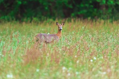 Baharda uzun otile çayırda karaca.