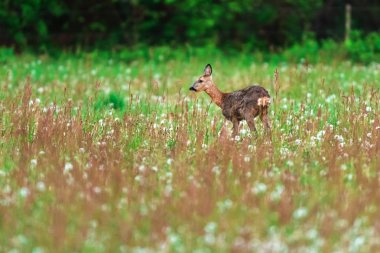 Baharda uzun otile çayırda karaca.