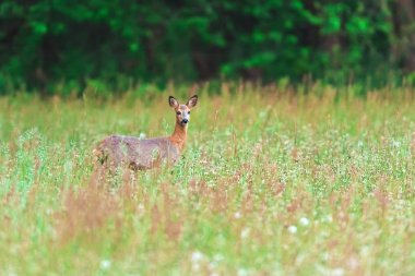 Baharda uzun otile çayırda karaca.