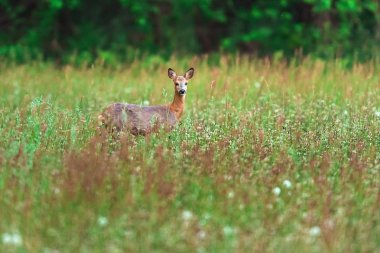 Baharda uzun otile çayırda karaca.
