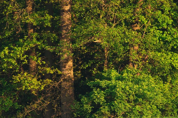 Bomen bij bosrand in de avond zon. — Stockfoto