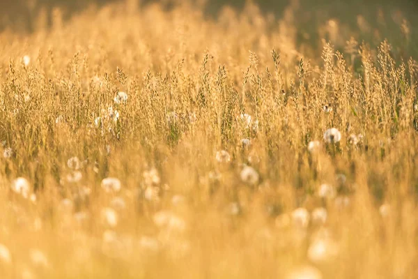 Hohes Gras und Löwenzahn in der Abendsonne. — Stockfoto