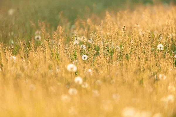 Högt gräs och maskrosor i kvälls solljus. — Stockfoto