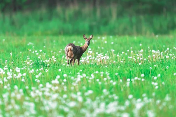 Capriolo in prato con denti di leone sbiaditi . — Foto Stock