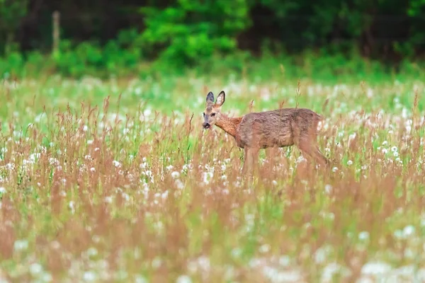 Cervo roe no prado com grama alta na primavera . — Fotografia de Stock