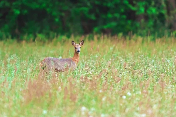 Cervo roe no prado com grama alta na primavera . — Fotografia de Stock