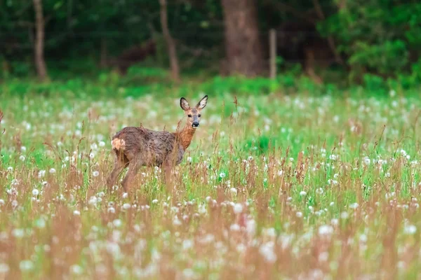 Ciervo en pradera con hierba alta en primavera . — Foto de Stock