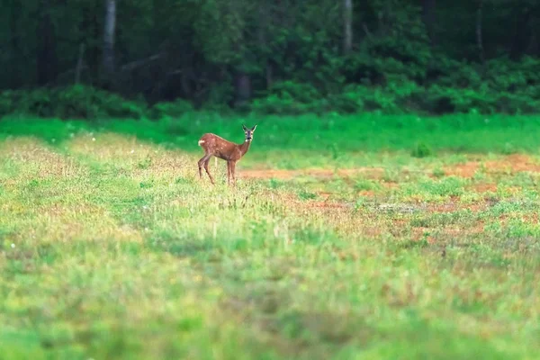 Cervo-de-roe no prado perto da floresta na primavera . — Fotografia de Stock