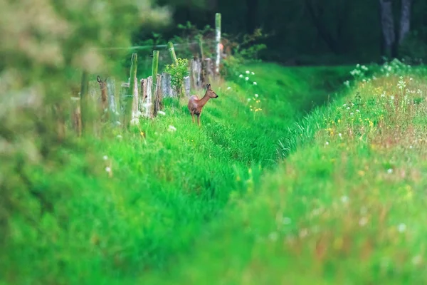 Capriolo in campo ai margini del fosso . — Foto Stock