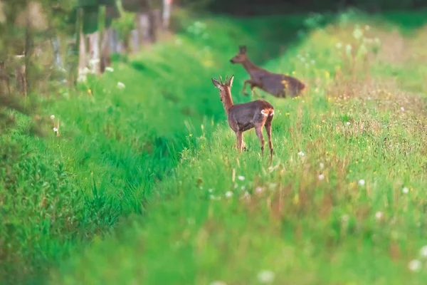 Roebuck y doe en el campo al borde de la zanja . — Foto de Stock