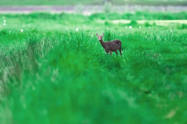 春の草原のシカ. — ストック写真