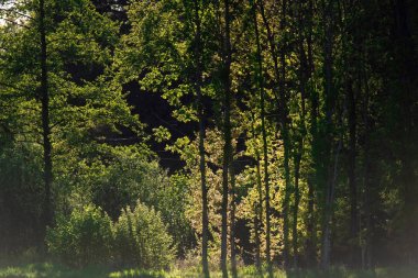 Güneşin arka ışığında bahar ormanı.