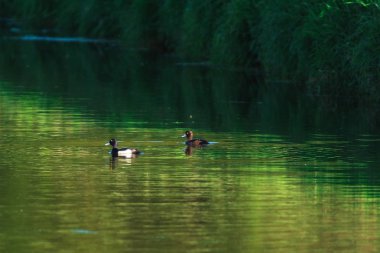 İlkbaharda güneşli nehirde tufted ördek çift.