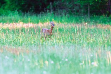 Akşam güneş ışığında bahar çayırında otlayan karaca.