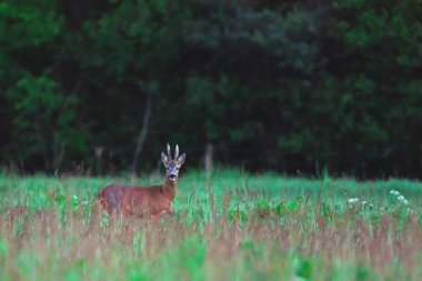 Alacakaranlıkta bahar çayırında Roebuck.