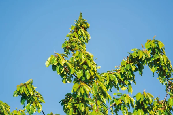 Větve se zelenými listy proti čiré modré obloze. — Stock fotografie