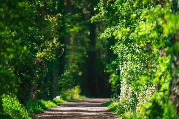 Güneşli bahar ormanında yol. — Stok fotoğraf