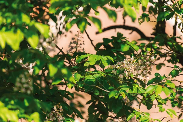 Närbild av löv av träd på våren. — Stockfoto
