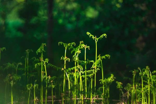 Samambaias frescas na floresta de primavera ensolarada . — Fotografia de Stock