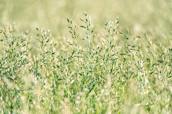 Närbild av högt gräs i solig äng. — Stockfoto