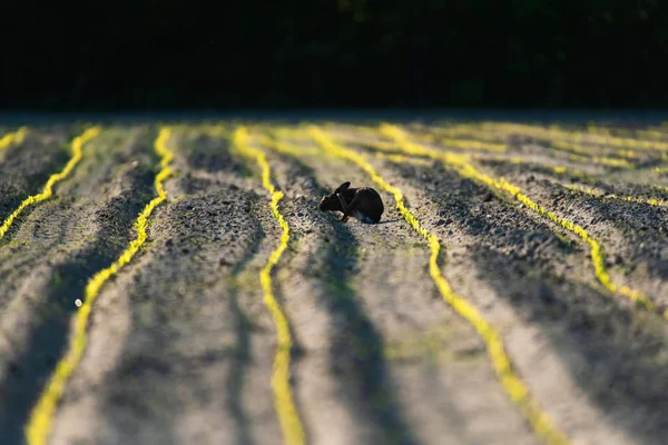 Hare in backlight in field with fresh sowed corn. — Stock Photo, Image