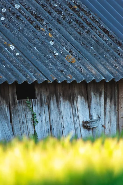 Stara drewniana stodoła w słonecznym polu kukurydzy. — Zdjęcie stockowe
