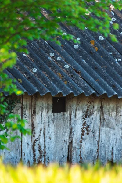 Velho celeiro de madeira no campo de milho ensolarado . — Fotografia de Stock
